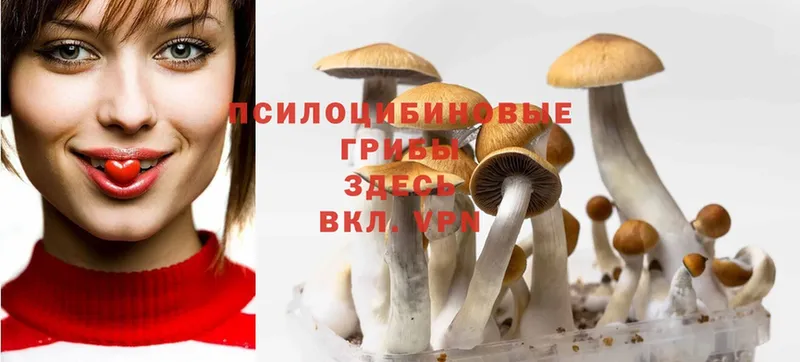 Псилоцибиновые грибы Cubensis  Горно-Алтайск 